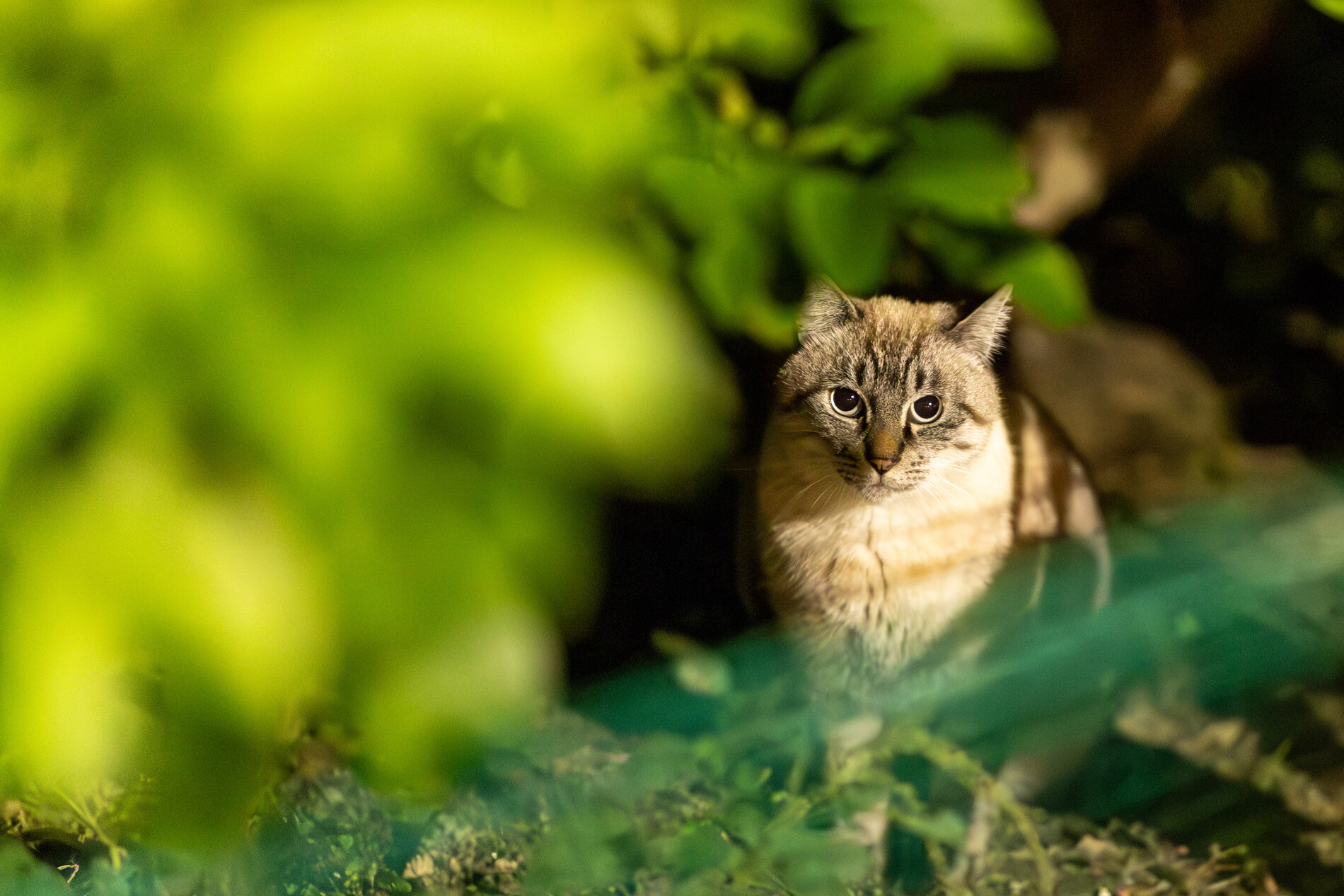 Humane TNR program for feral cats at SNiP Vet in Phoenix AZ