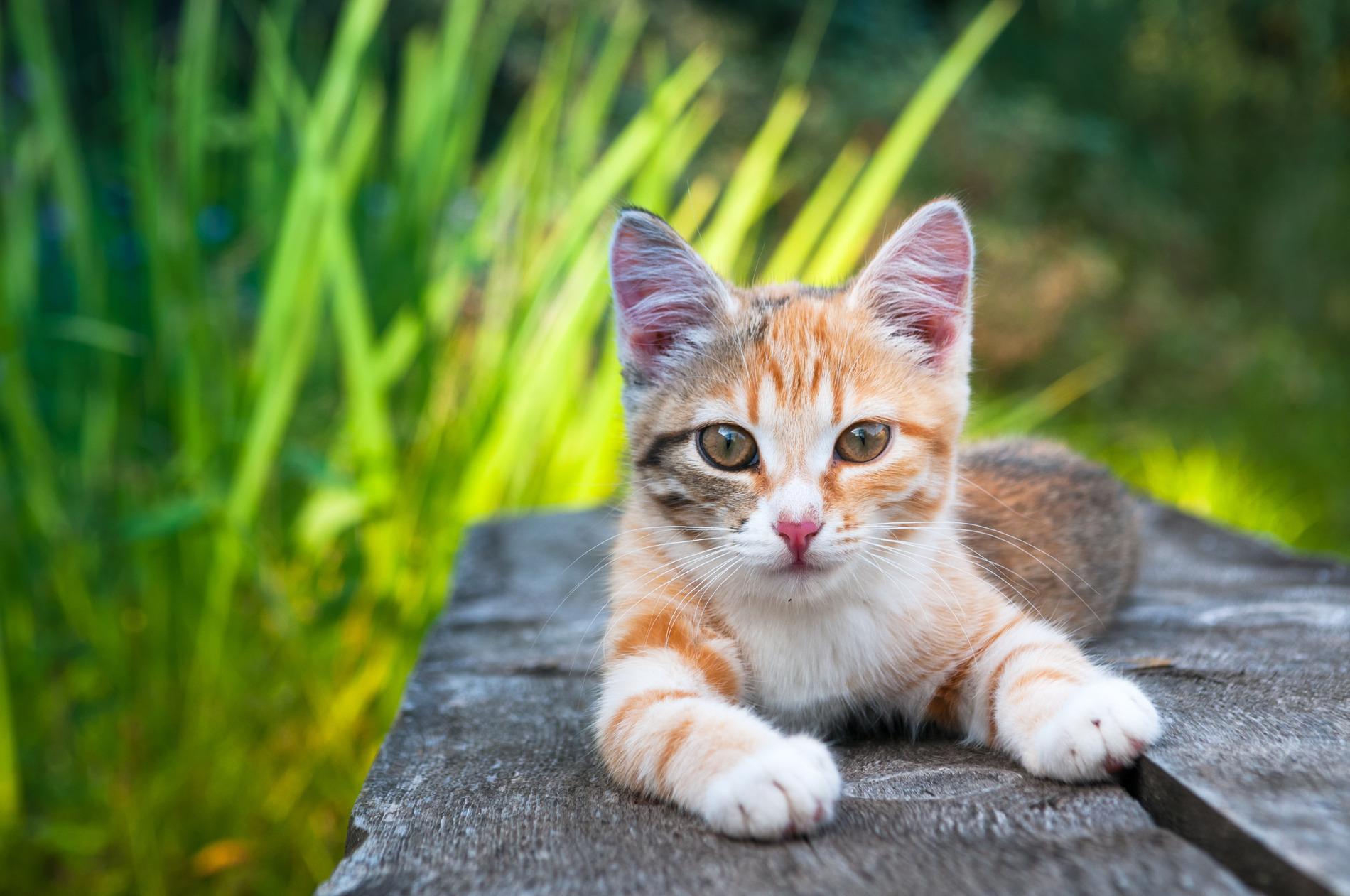 AdobeStock_134788341 v2 Happy cat lounging outside after a spay & neuter surgery in Pheonix AZ