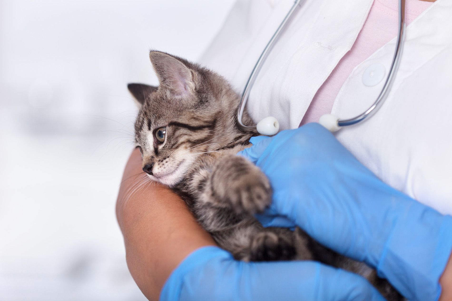 AdobeStock_229248927 v2 Cat at her spay/neuter appointment in Pheonix AZ