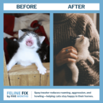 Before and After Feline Fix by Five Months v2 Feline Fix by Five Months at SNiP Vet in Pheonix AZ