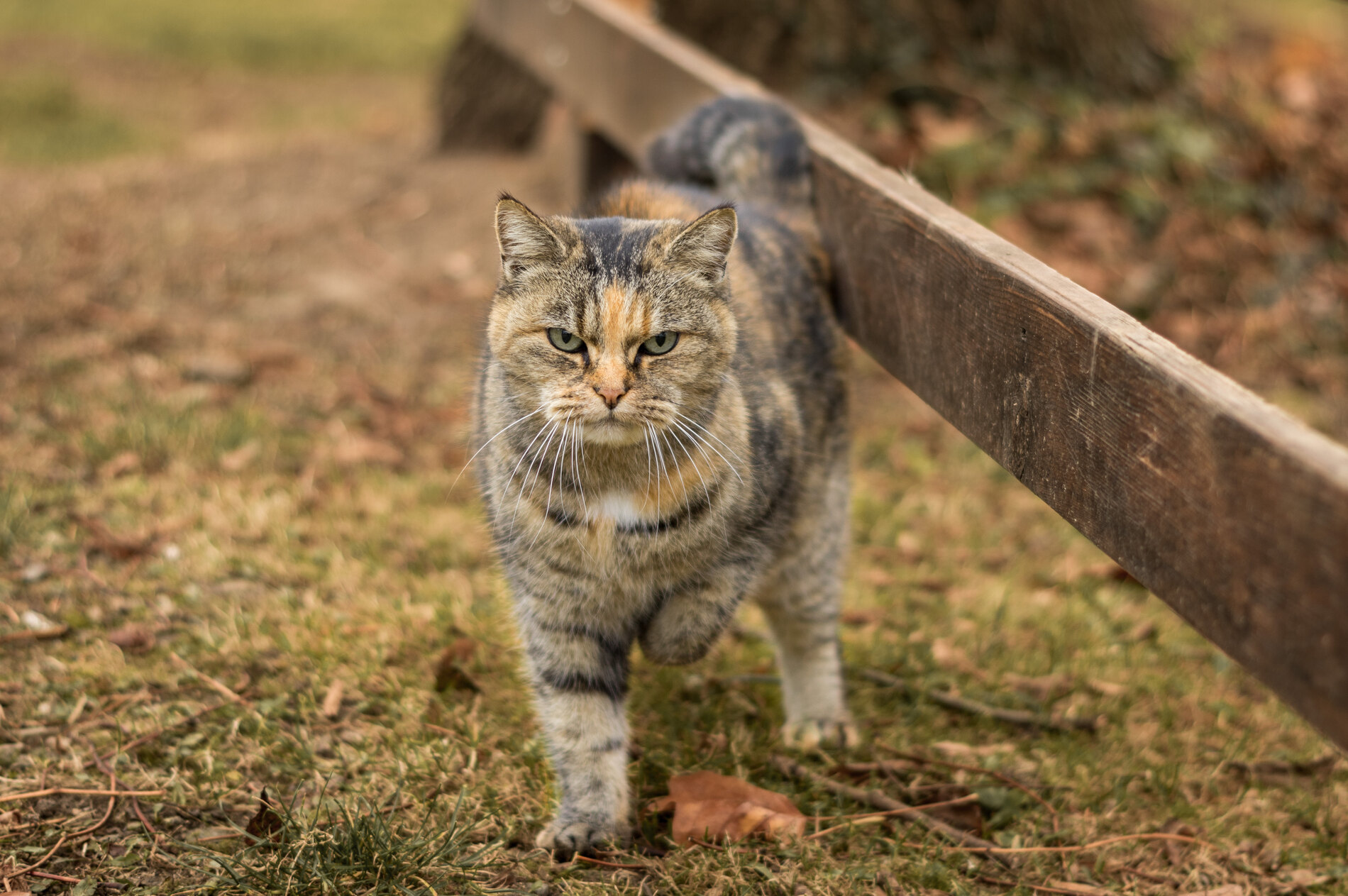 feral cat in the TNR program at SNiP vet in Phoenix AZ