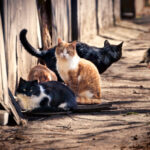 Feral cat colony after TNR program from SNiP Vet in Phoenix AZ