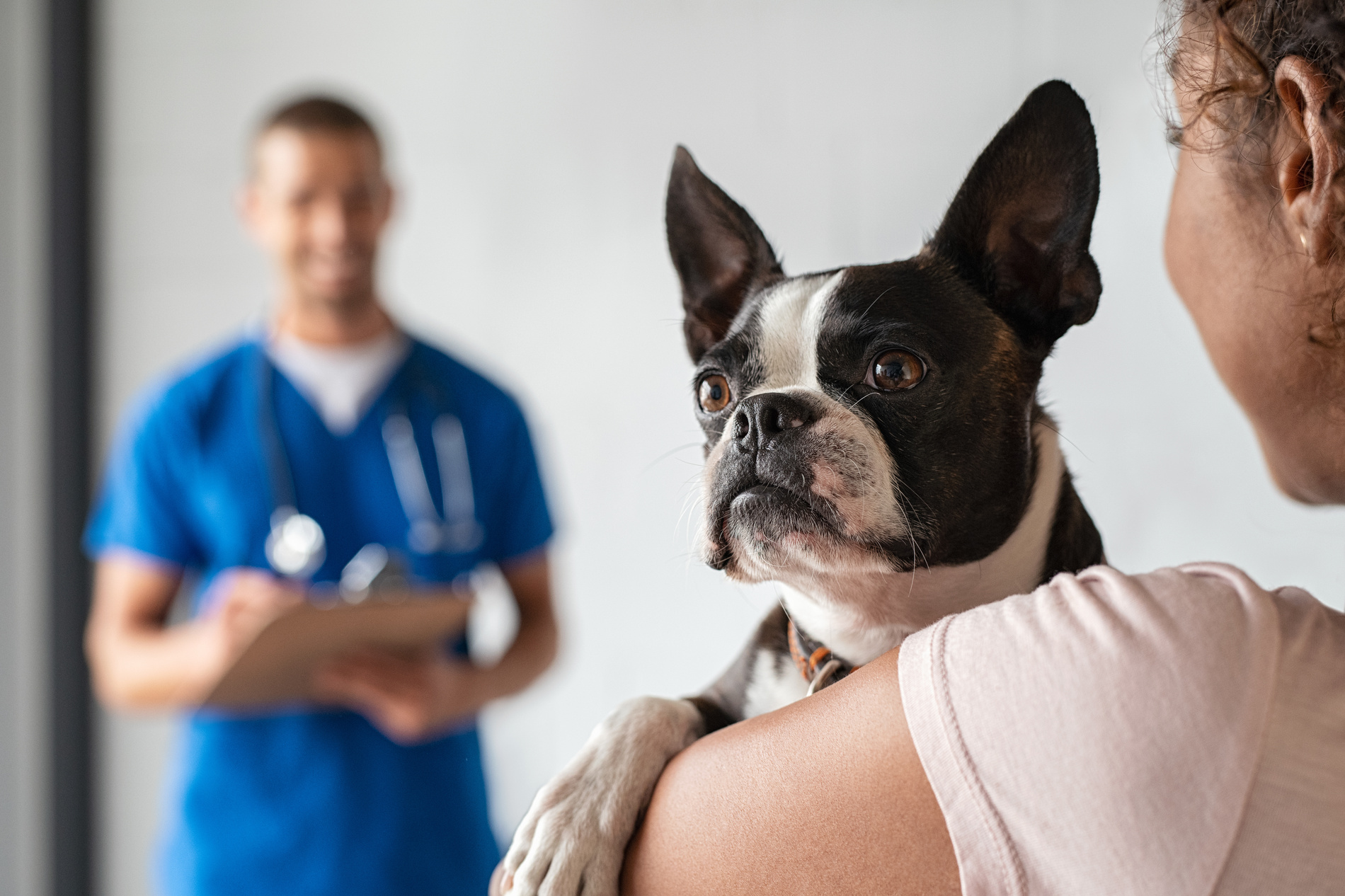 Woman with boston terrier dog at vet Dog getting vaccinated and microchipped in phoenix AZ