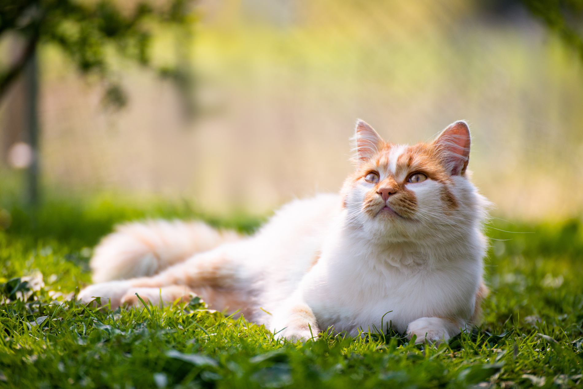 Laying on backyard grass red domestic cat Cat happy and healthy after a microchipping and vaccination appointment at SNiP Vet