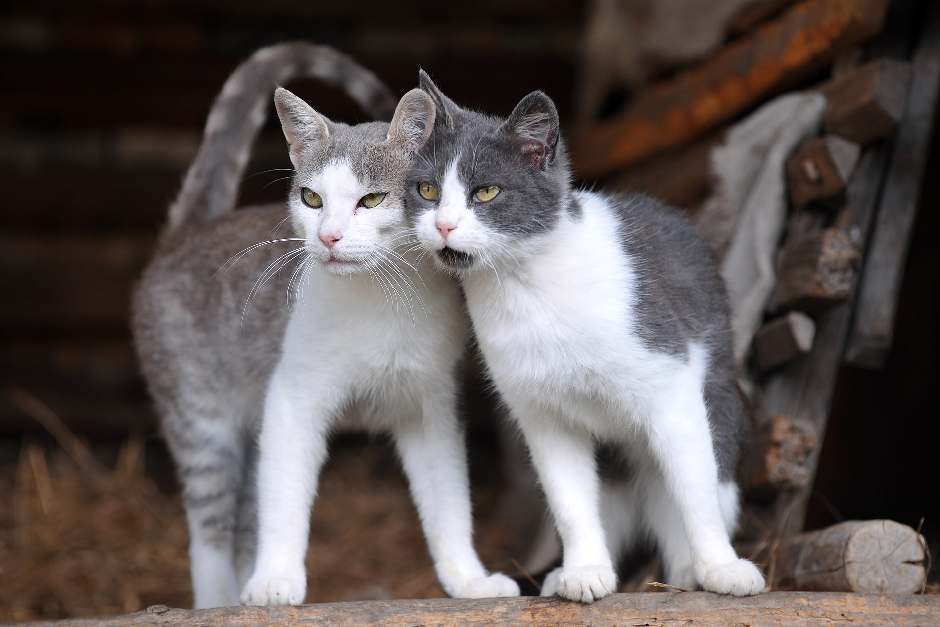 happy cats know they are safe with FIV and FeLV Screening in Phoenix, AZ from SNiP Vet