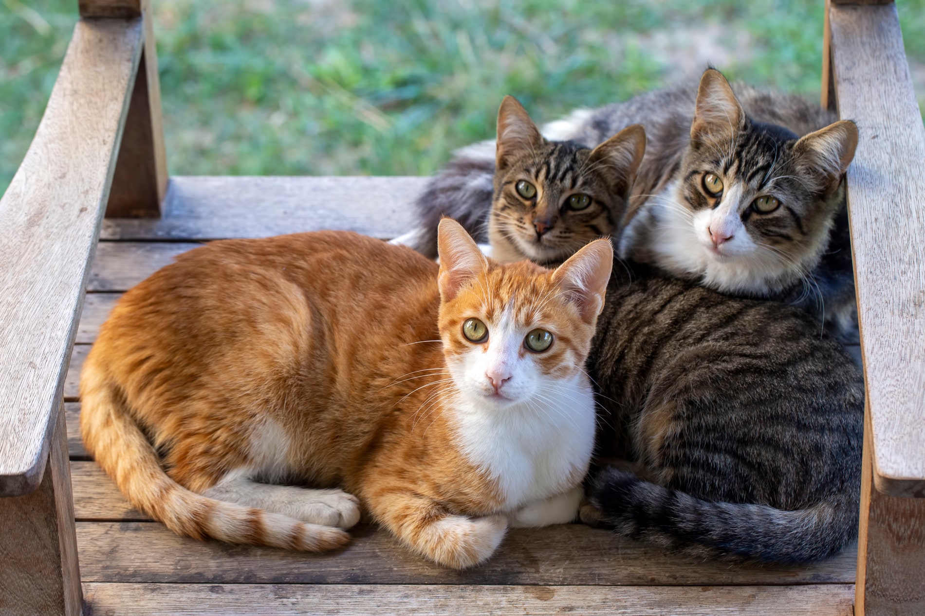 happy cats snuggling knowing they are safe with FIV and FeLV Screening in Phoenix, AZ from SNiP Vet