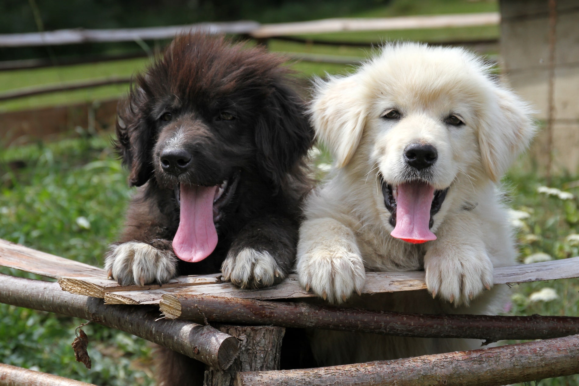 happy dogs knowing they are safe with heartworm and tick fever Screening in Phoenix, AZ from SNiP Vet