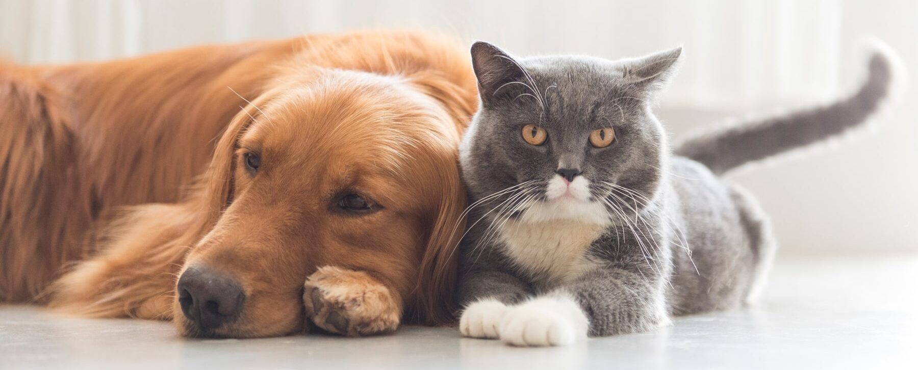 What Spay and Neuter Basics Pet Owners Know