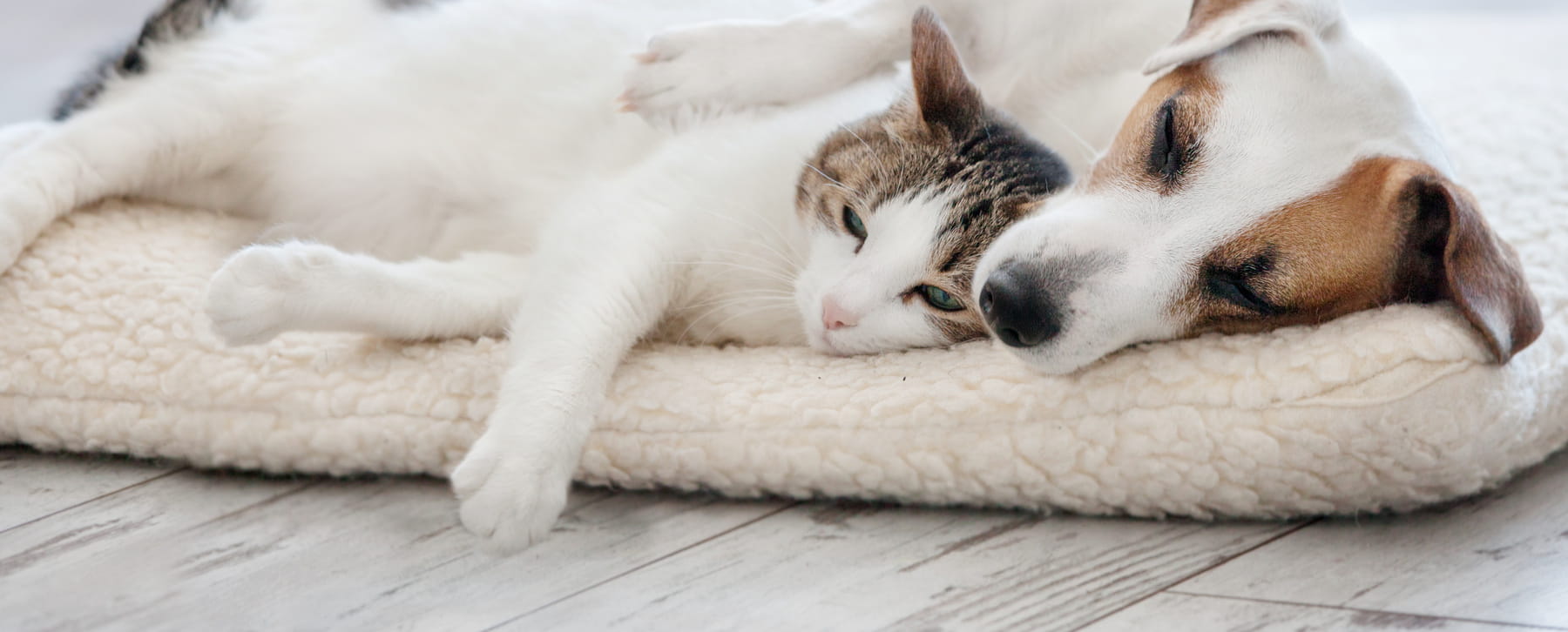 What Are Myths About Spay and Neuter Procedures?