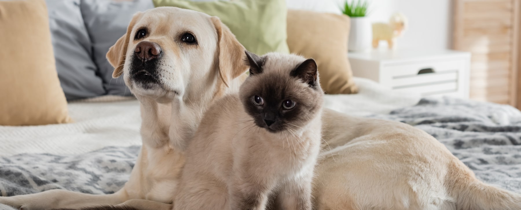 Spay and Neuter Procedure Explained