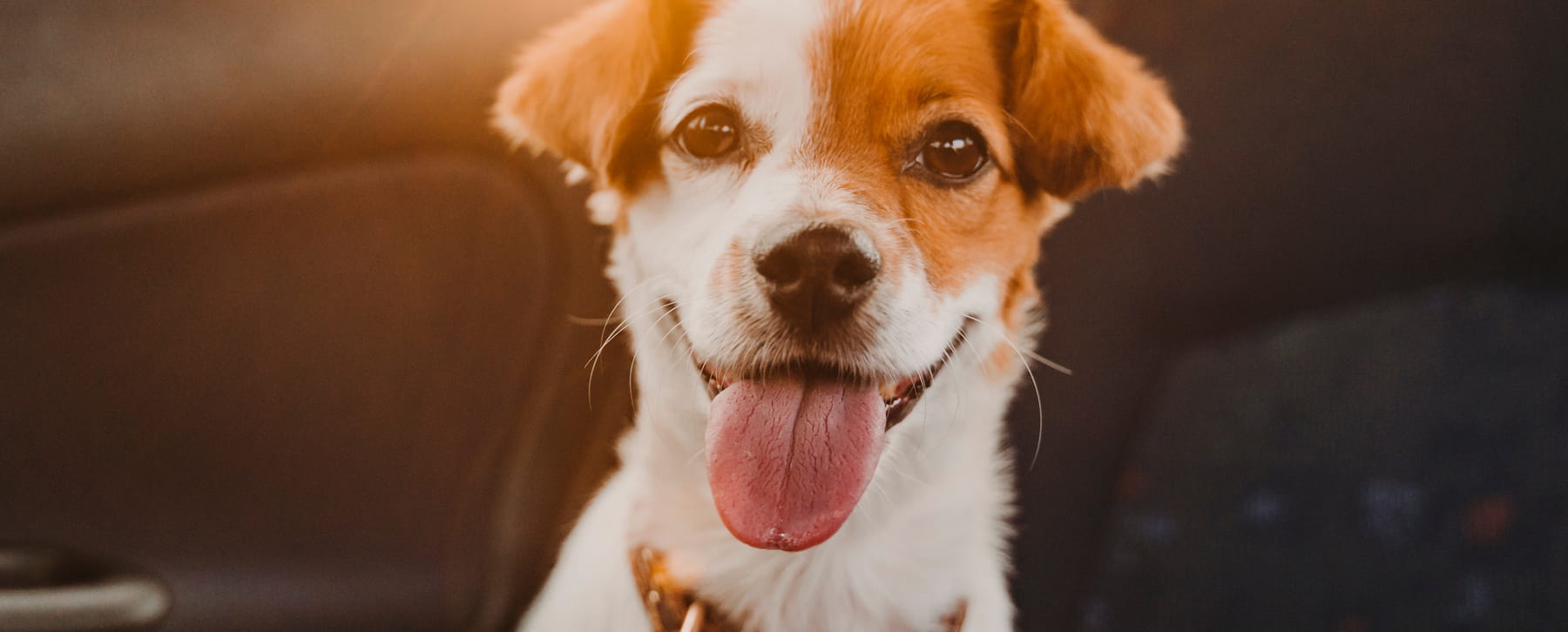 What to Expect When Vaccinating Your Dog or Cat in Phoenix, AZ