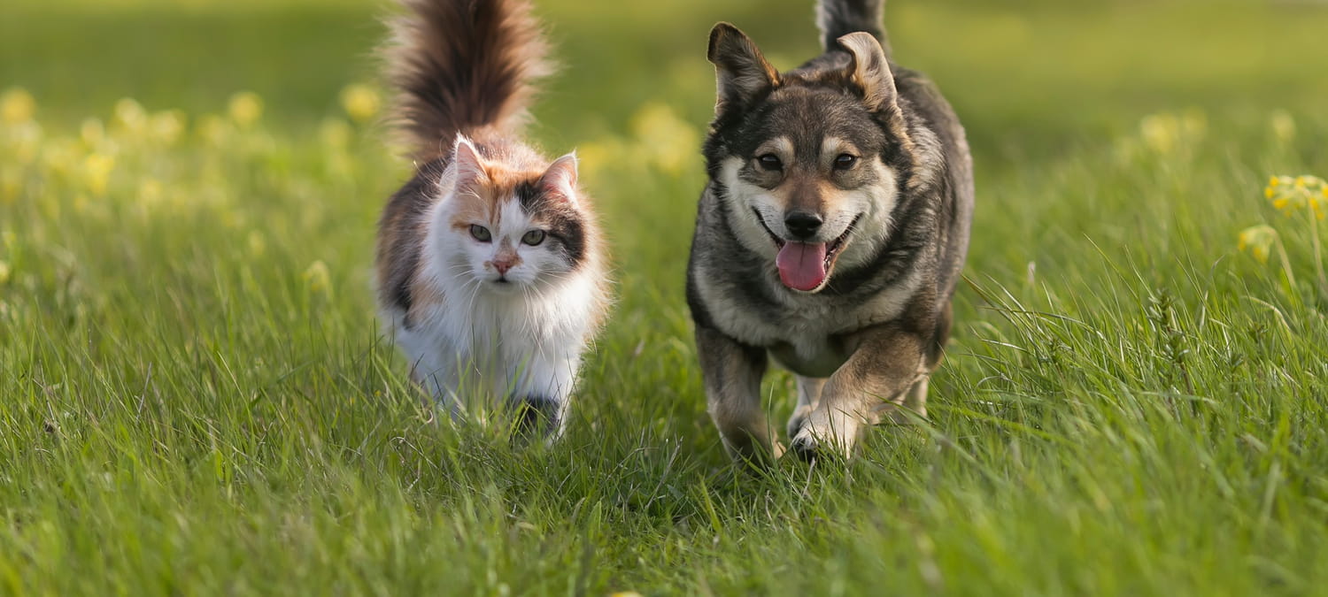 When Should You Spay or Neuter Your Dog or Cat in Phoenix, AZ?