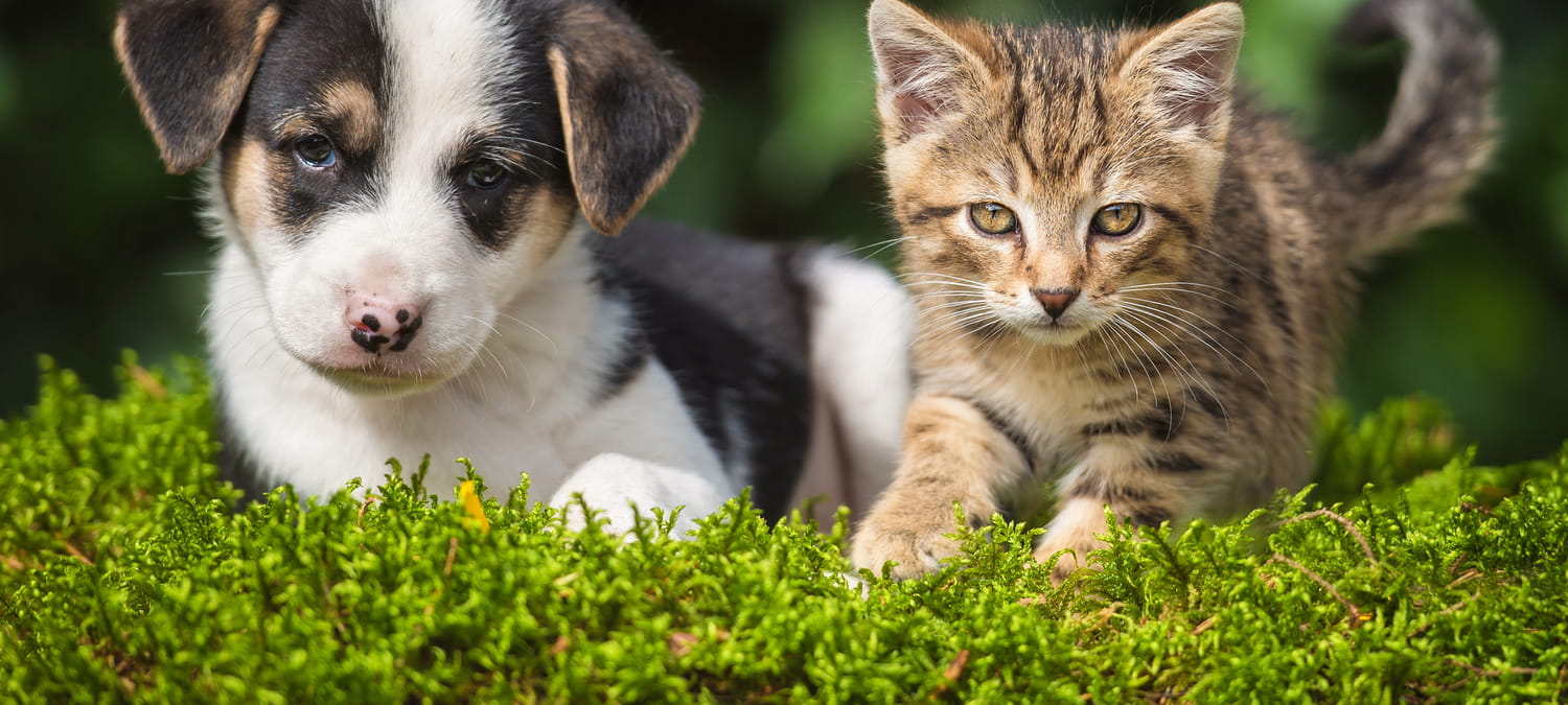 Why Are Puppy and Kitten Vaccination Schedules Important in Phoenix, AZ?