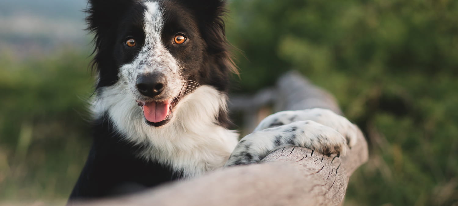 How Spaying or Neutering Can Improve Pet Behavior in Phoenix, AZ