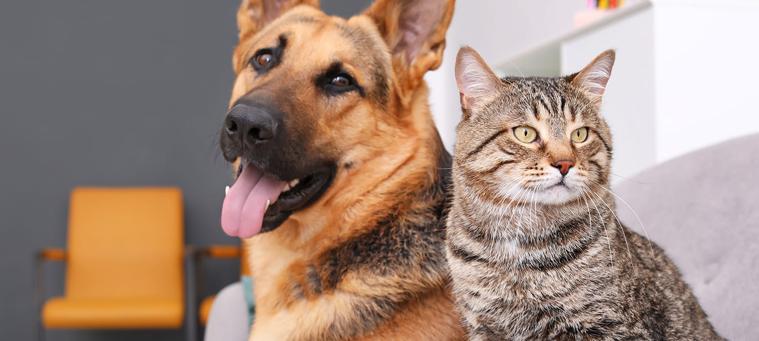 learn the health benefits of spaying and neutering your pet with expert information in Phoenix, AZ from SNiP Vet