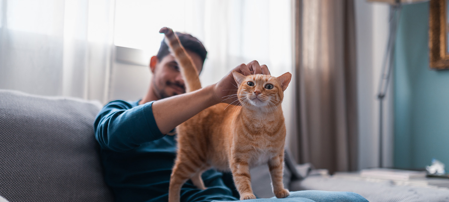 What Happens During a Spay or Neuter Surgery in Phoenix, AZ?